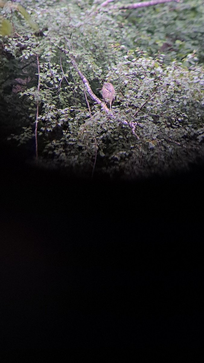 Black-crowned Night Heron - Roman Clavadetscher