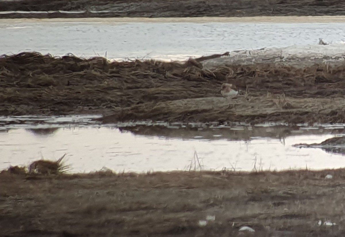 Bécasseau sanderling - ML619556593