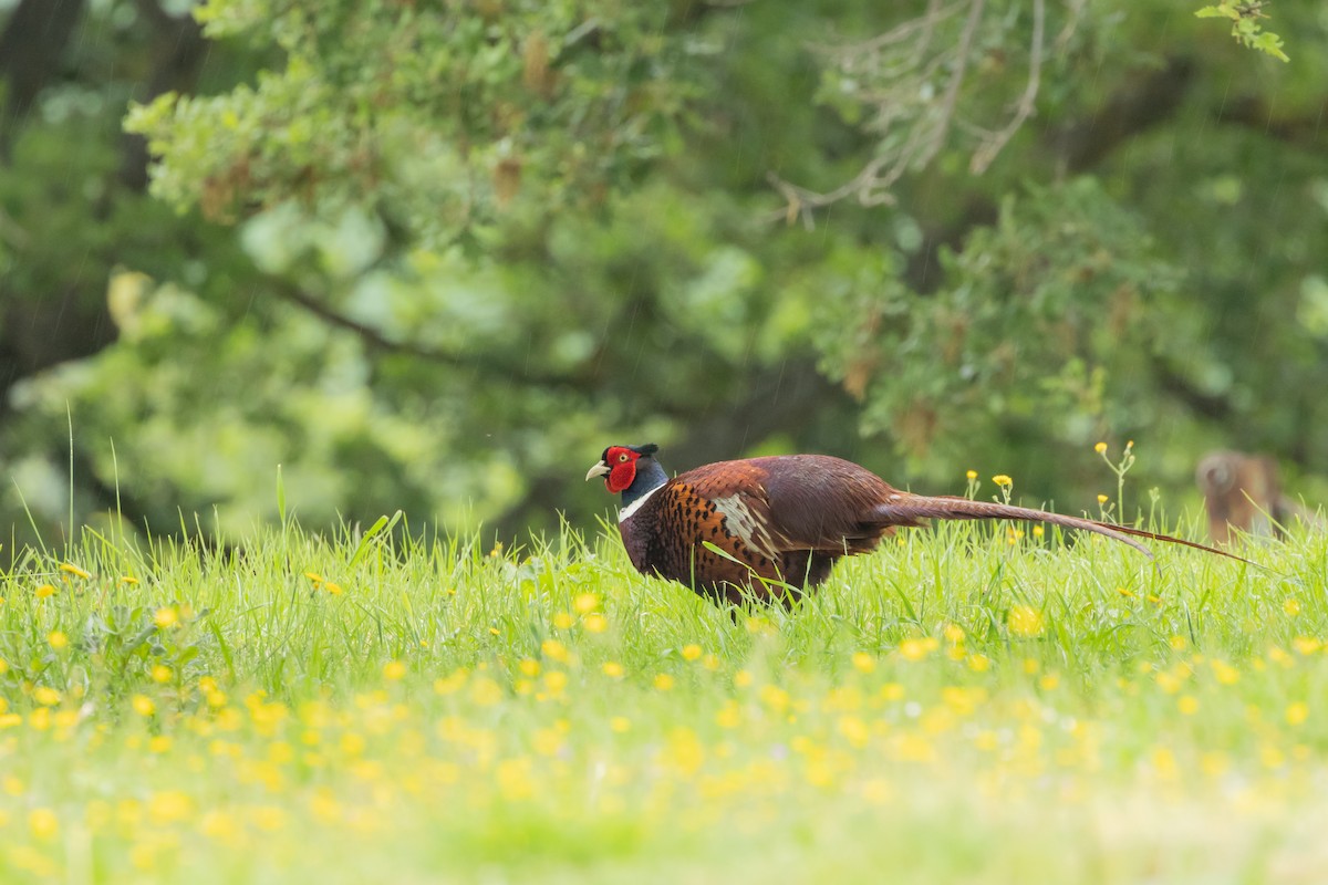 Ring-necked Pheasant - Carsten Sekula