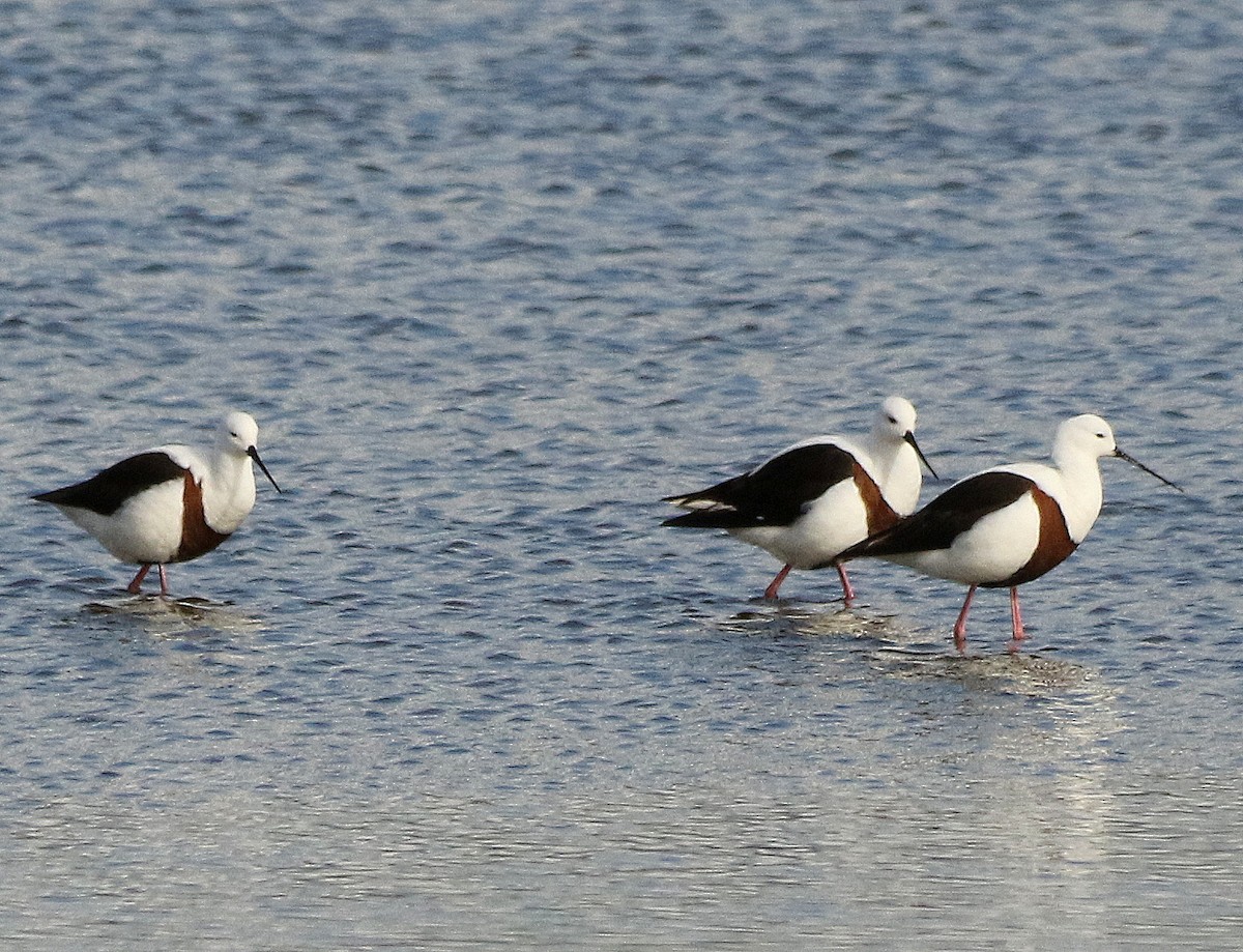 Banded Stilt - David  Mules