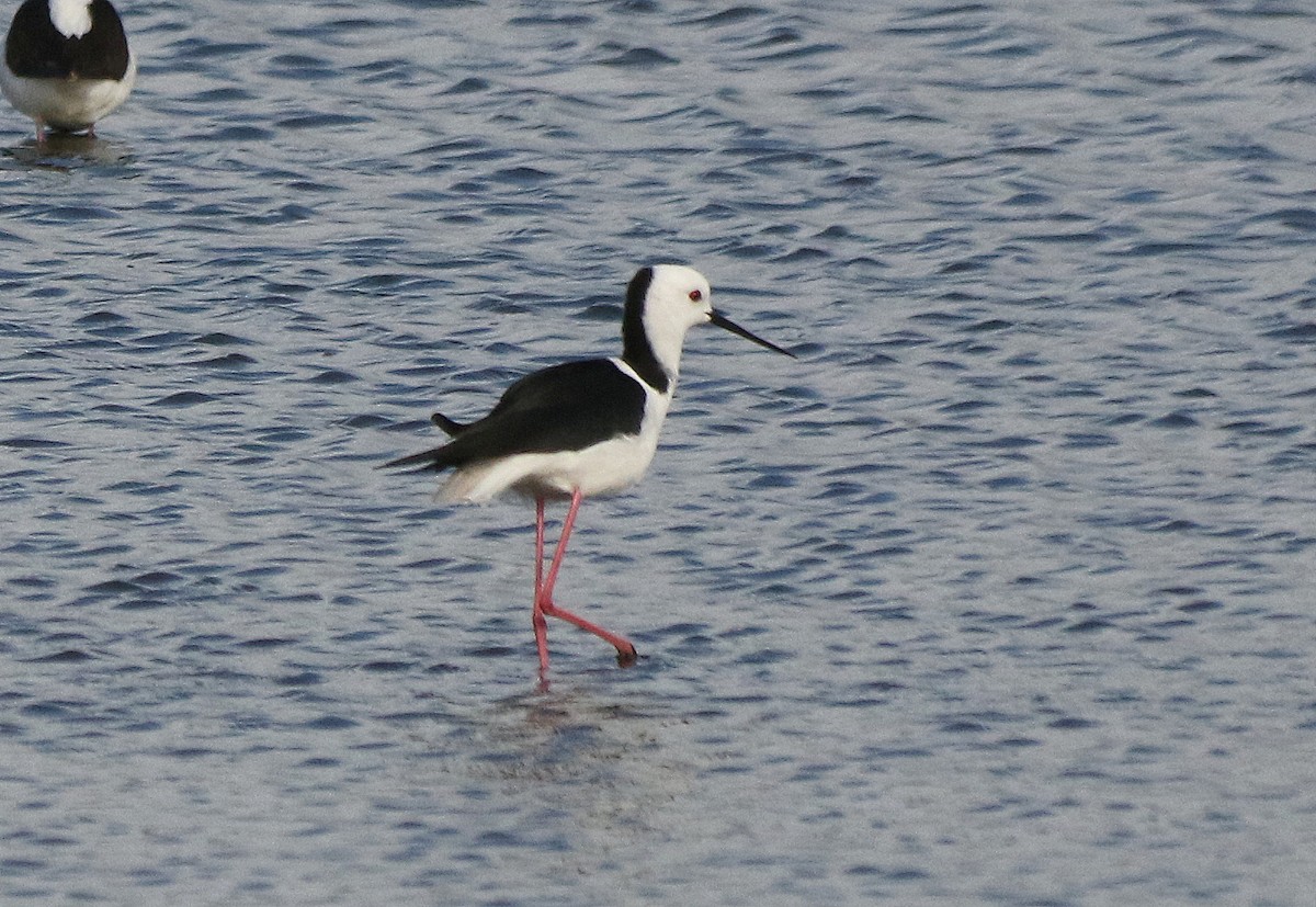 Pied Stilt - David  Mules