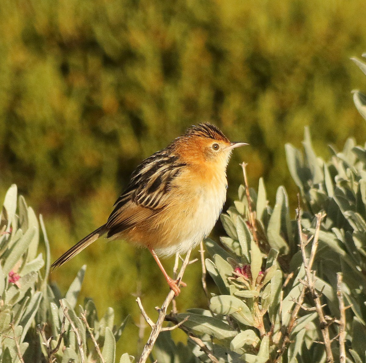 Golden-headed Cisticola - David  Mules