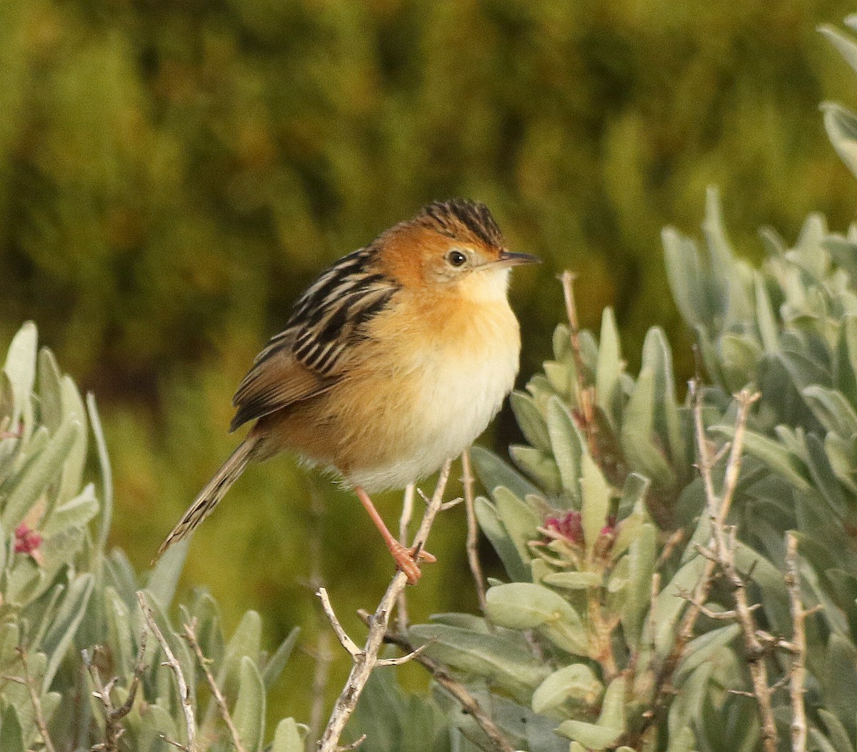 Golden-headed Cisticola - David  Mules