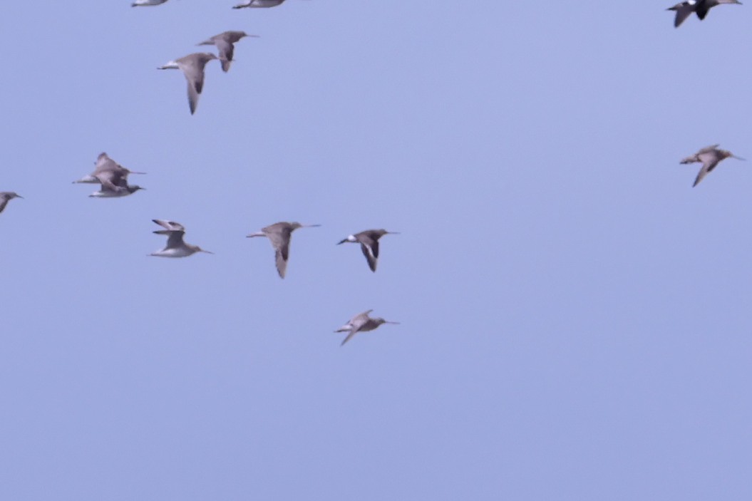 Hudsonian Godwit - Stephen Murray