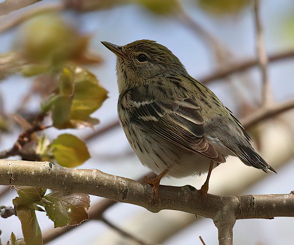 Пестрогрудая древесница - ML619556615