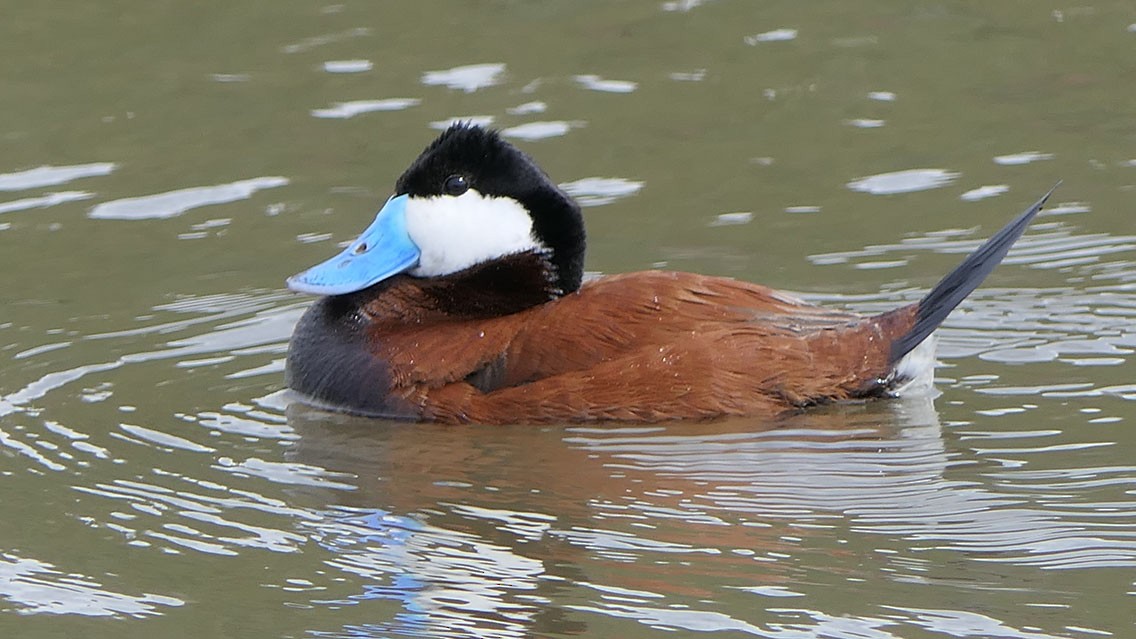 Ruddy Duck - Daniel Bastaja