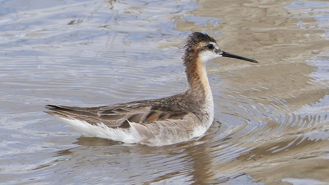 Wilson's Phalarope - Daniel Bastaja