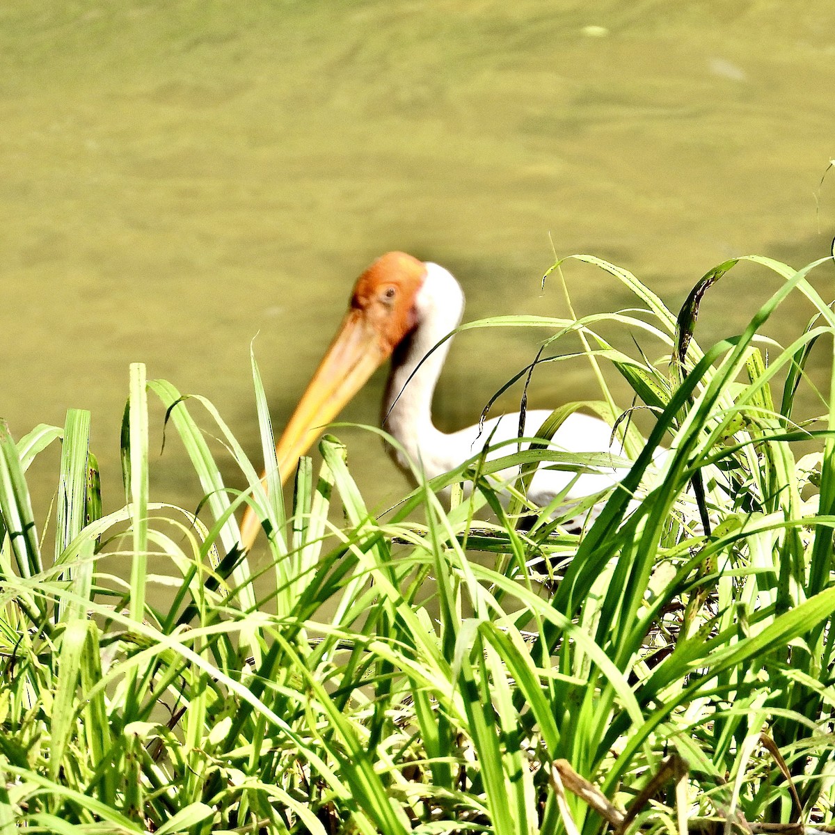 Painted Stork - Alisha Tay