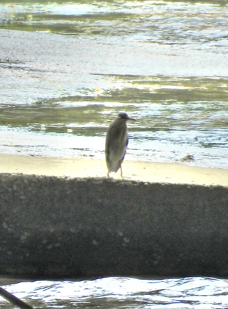 Striated Heron - Alisha Tay