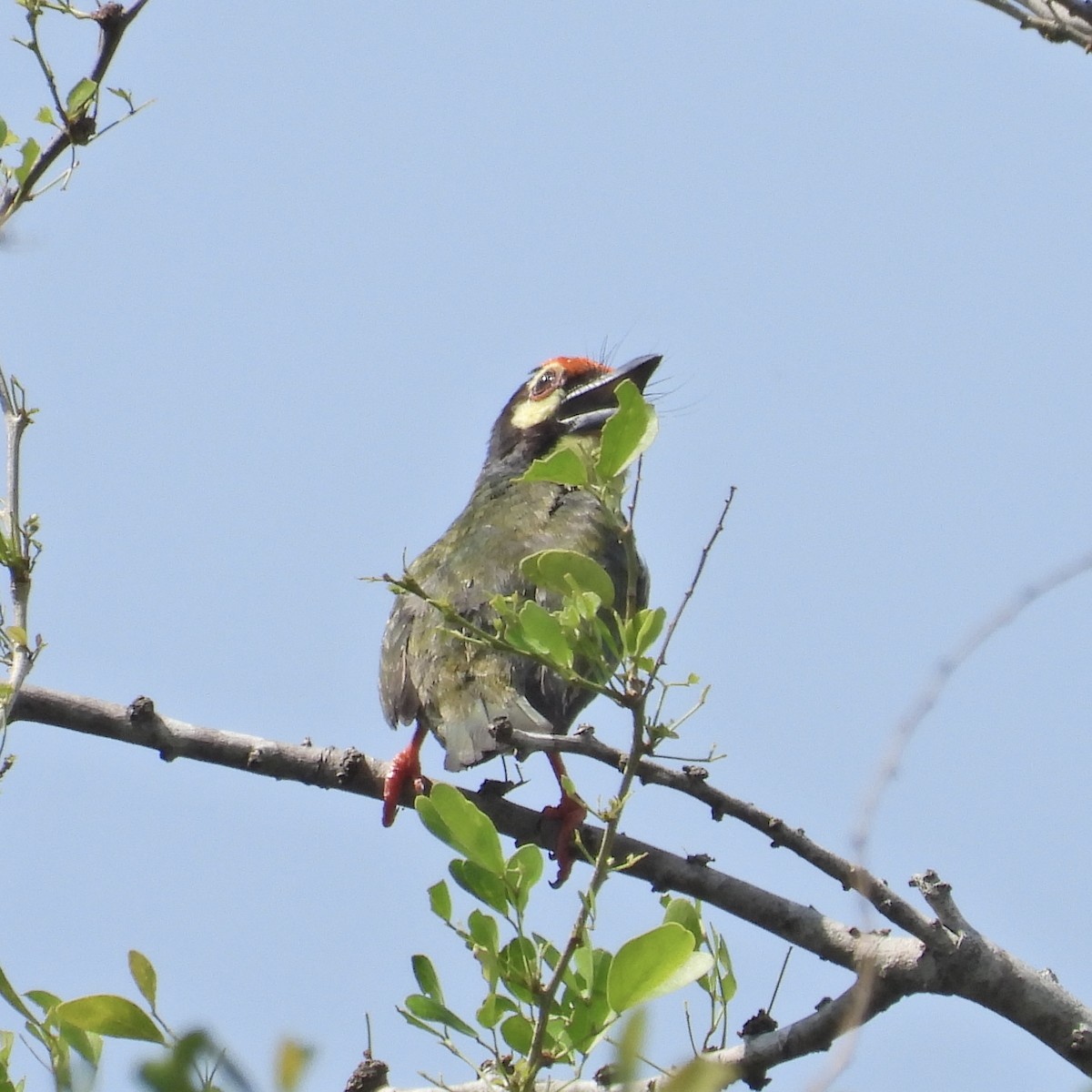 Coppersmith Barbet - Alisha Tay