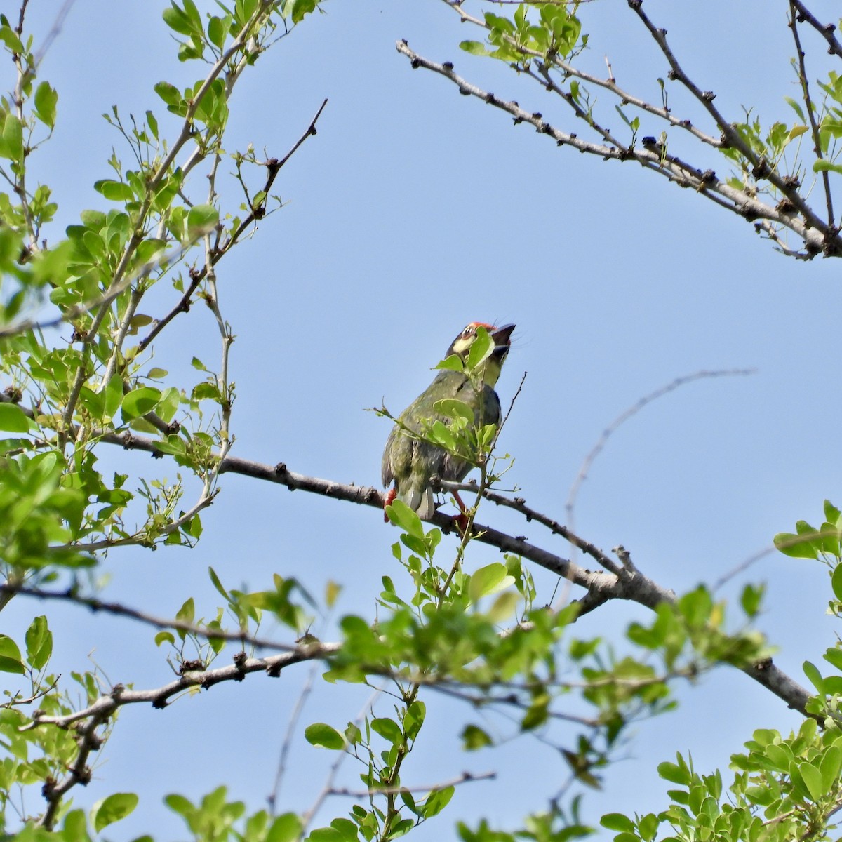 Coppersmith Barbet - Alisha Tay