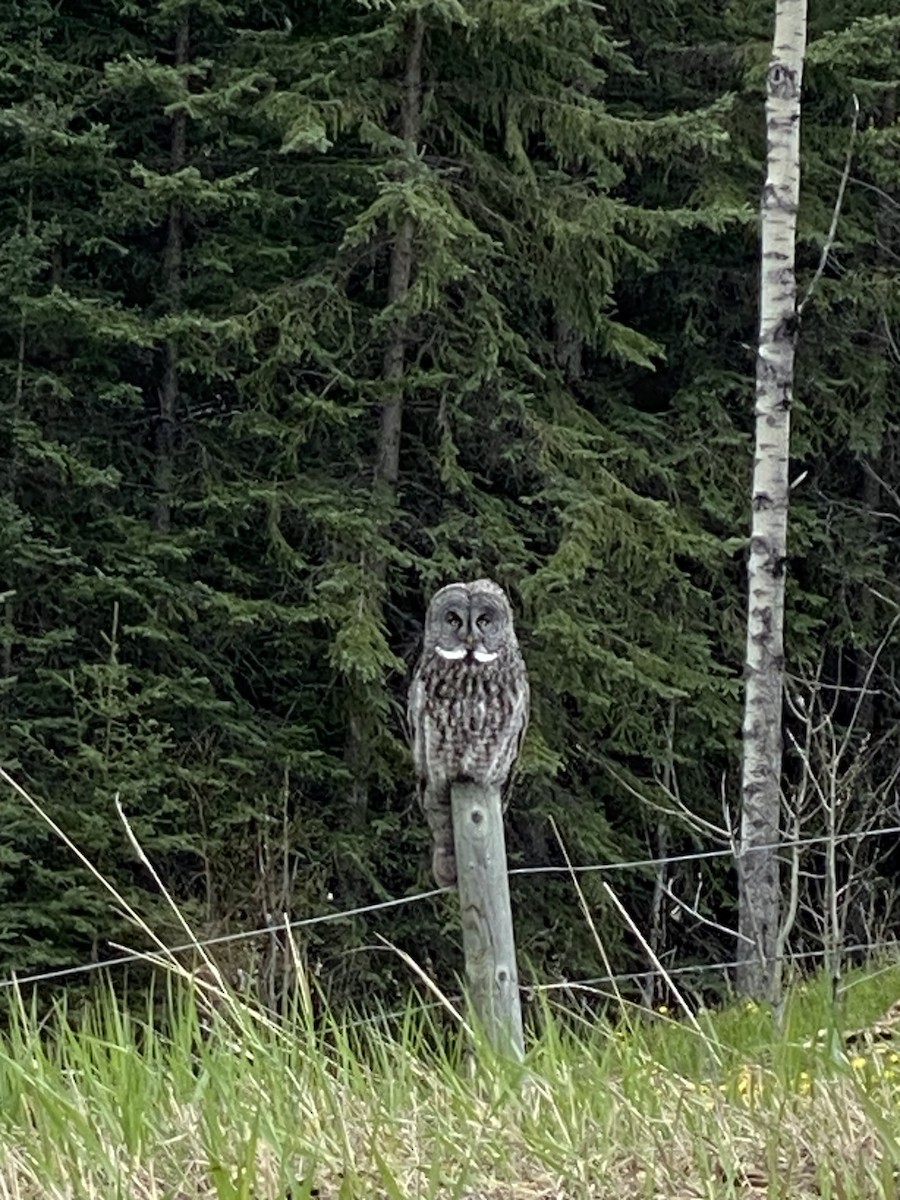 Great Gray Owl - Justin Greer