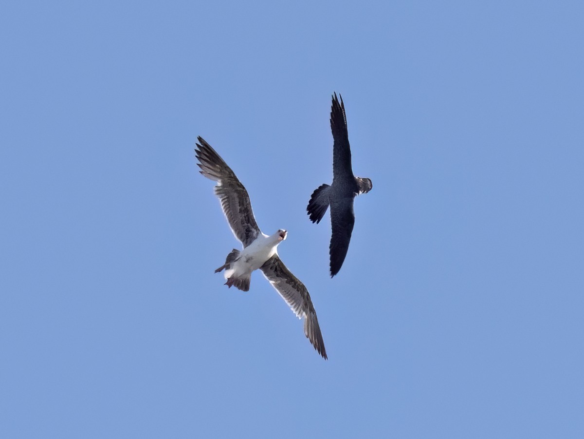 Peregrine Falcon - Robert Hamilton