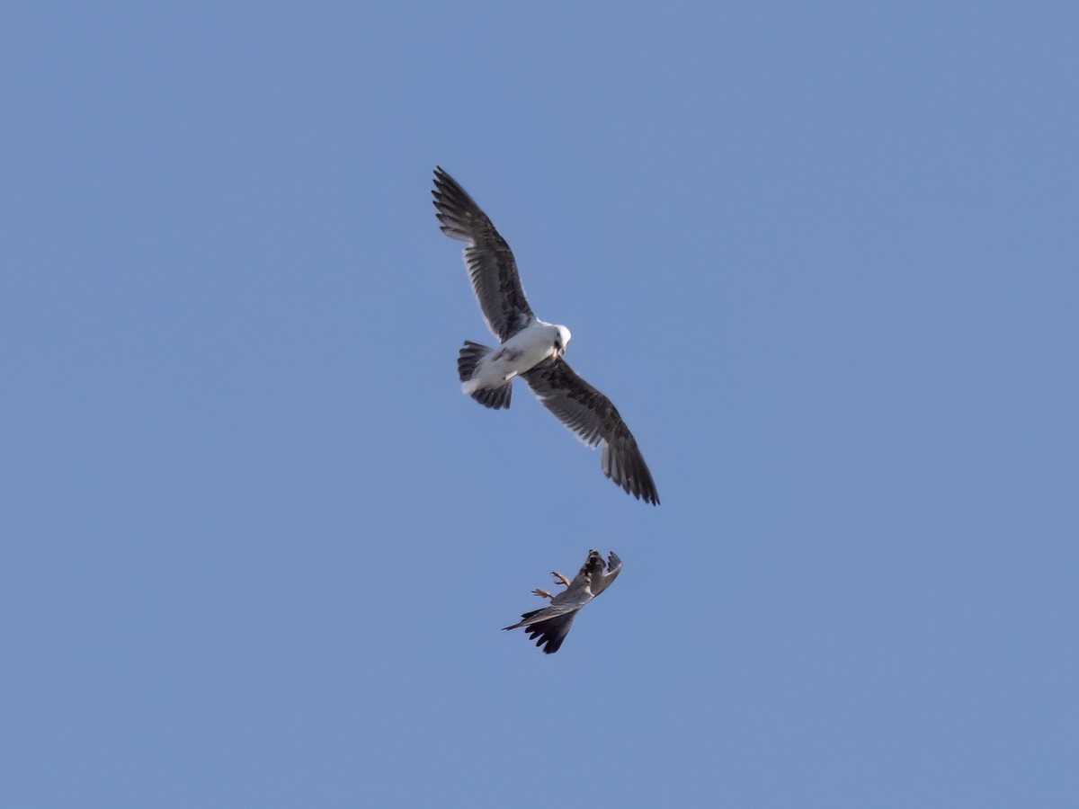 Peregrine Falcon - Robert Hamilton