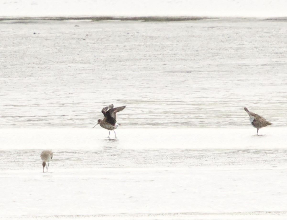 Hudsonian Godwit - Andy Jensen