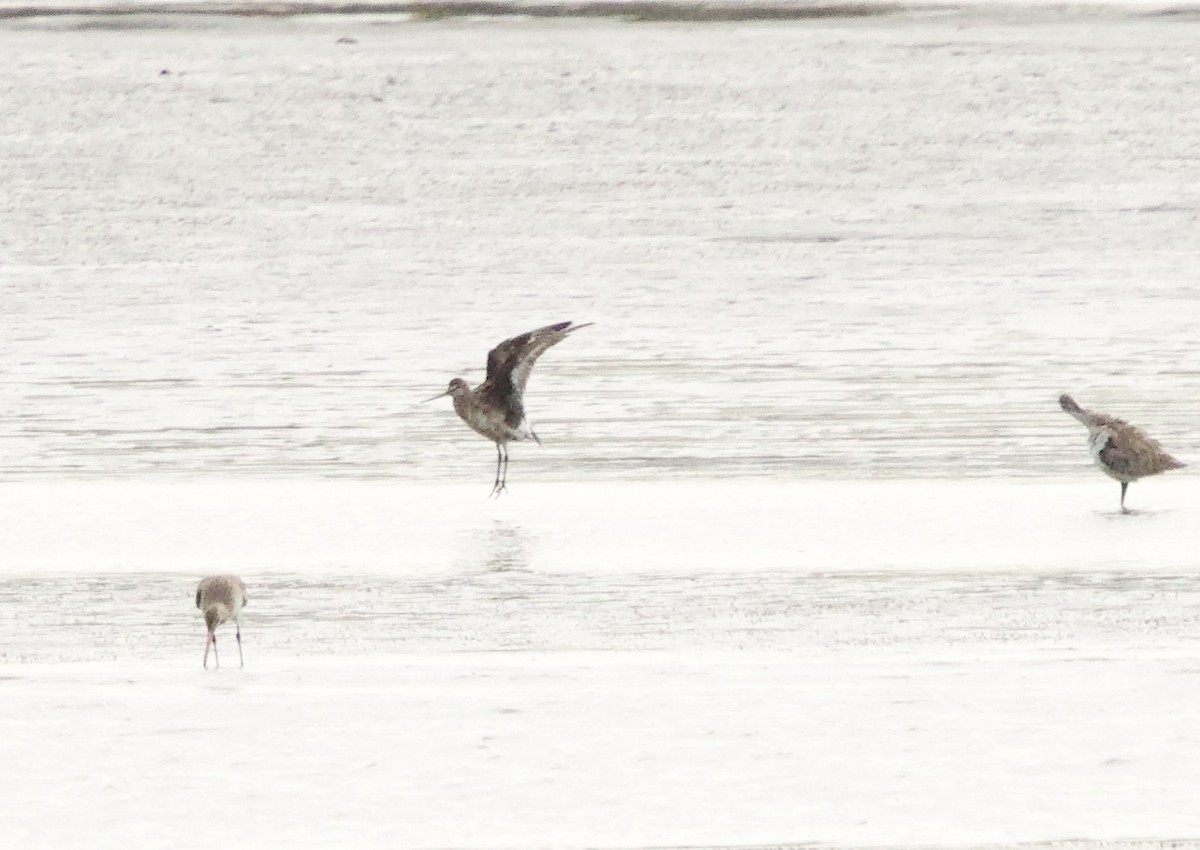 Hudsonian Godwit - Andy Jensen