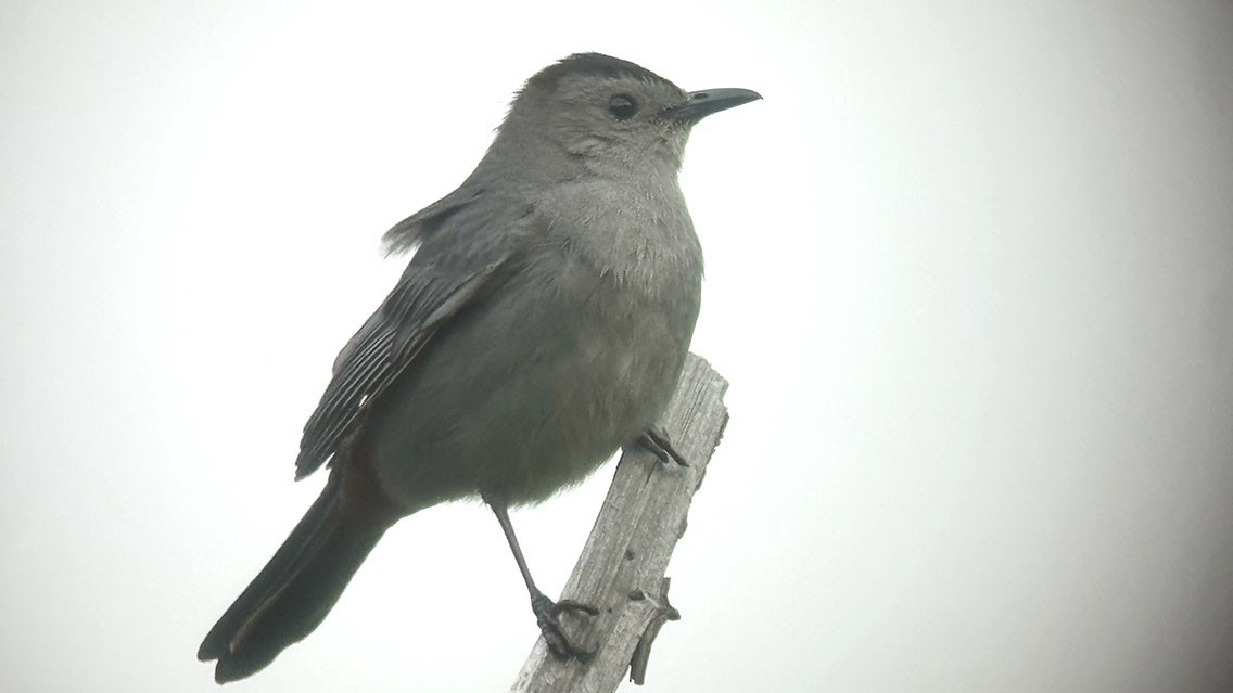 Gray Catbird - Daniel Bastaja