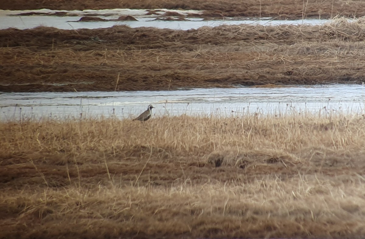 Pacific Golden-Plover - Cal Gesmundo