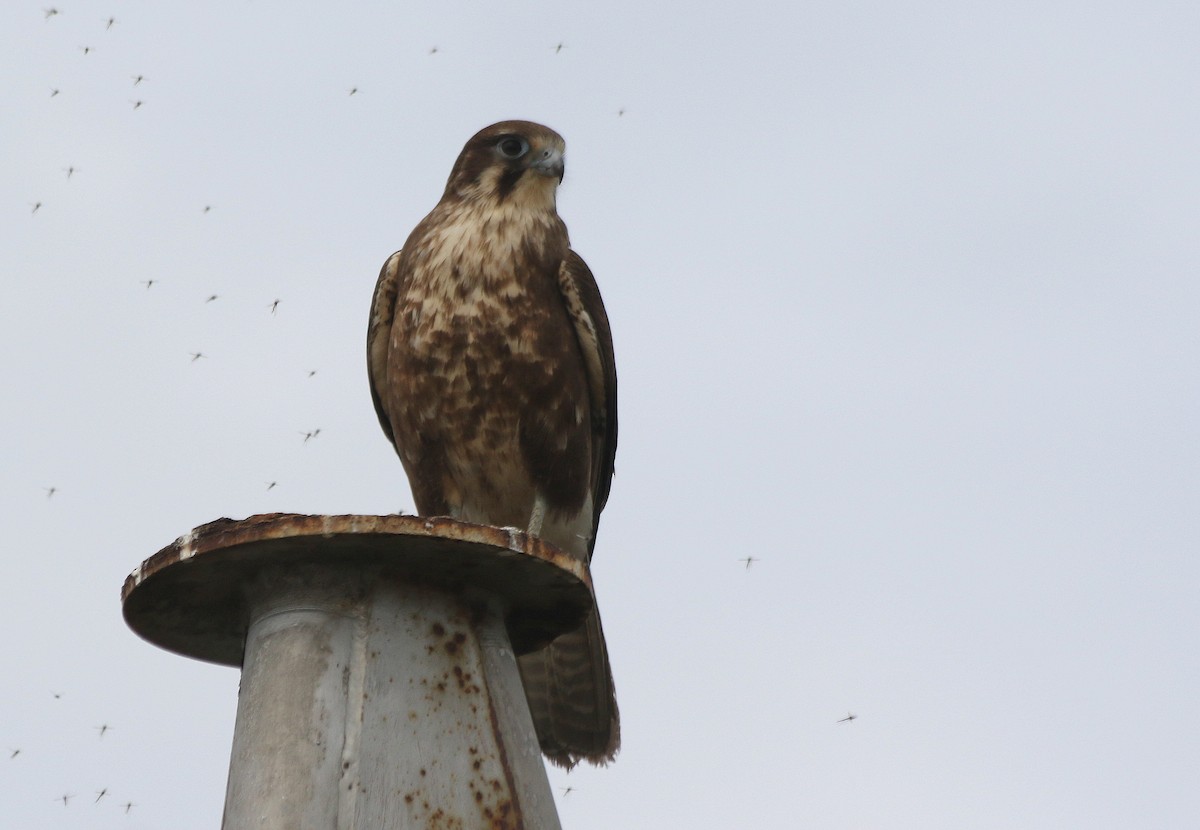 Brown Falcon - David  Mules