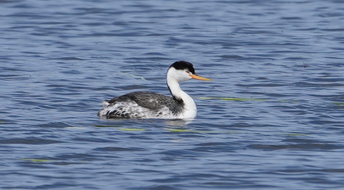 Clark's Grebe - Georges Kleinbaum