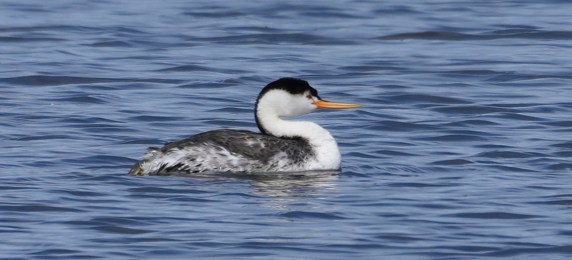 Clark's Grebe - Georges Kleinbaum