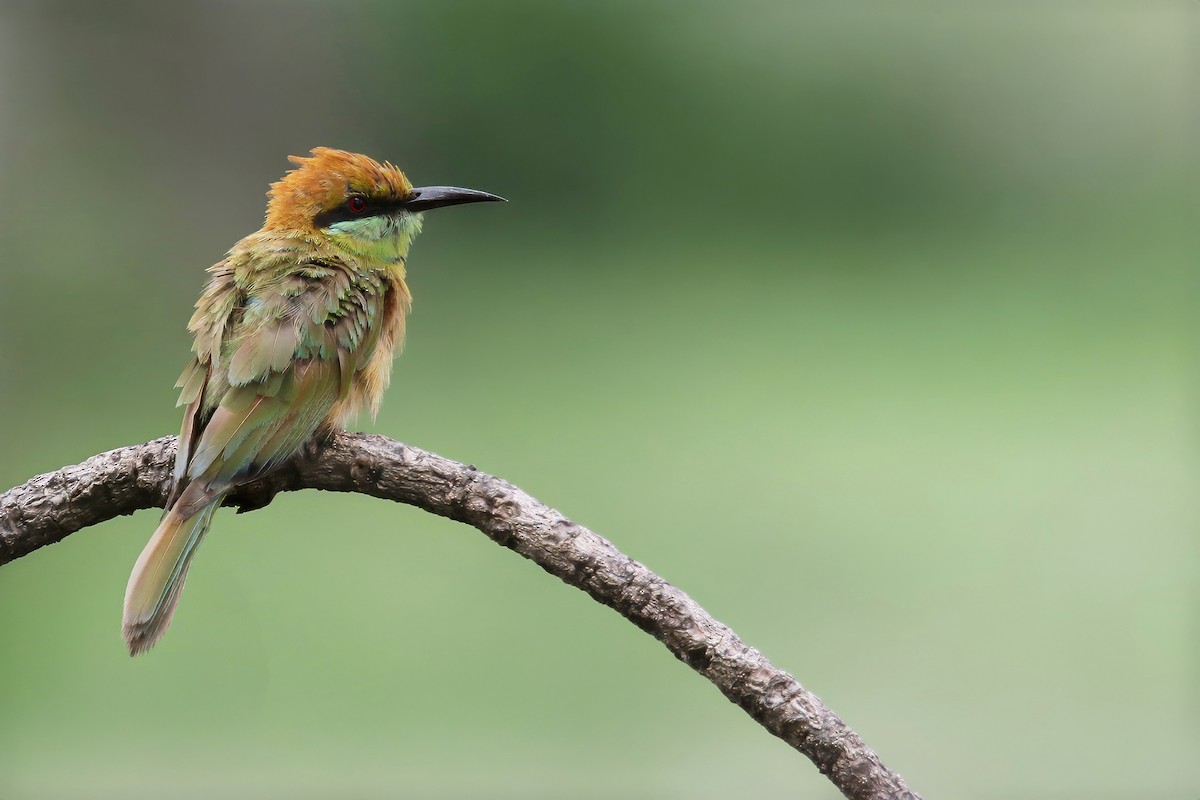 Asian Green Bee-eater - Jens Toettrup