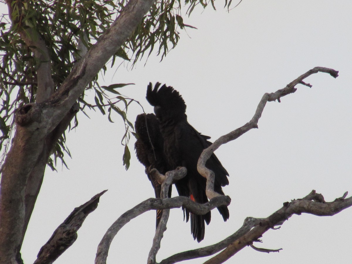 Red-tailed Black-Cockatoo - Anonymous