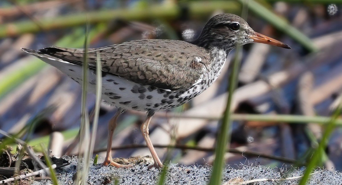 Spotted Sandpiper - Georges Kleinbaum