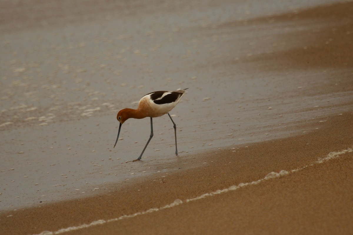 Avocette d'Amérique - ML619556679