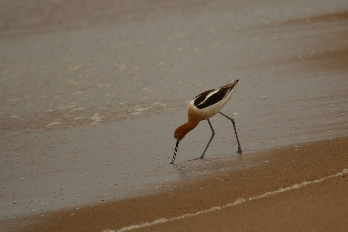 American Avocet - ML619556680