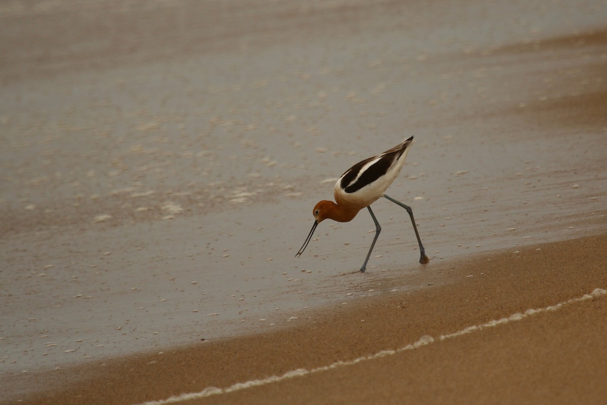 Avocette d'Amérique - ML619556681