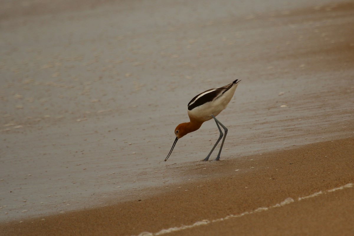 Avocette d'Amérique - ML619556683