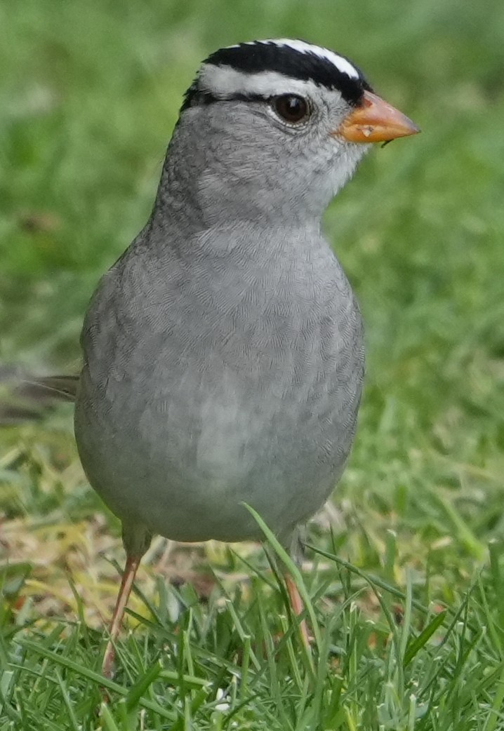 White-crowned Sparrow - Georges Kleinbaum