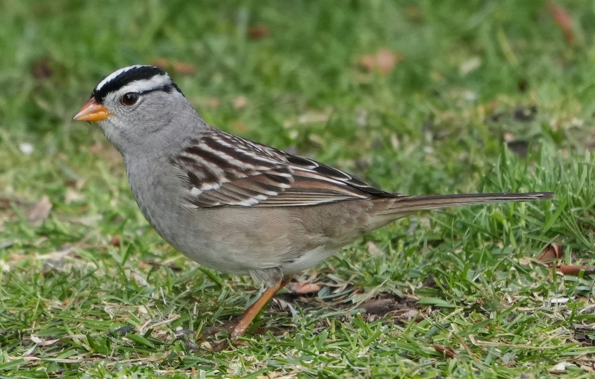 White-crowned Sparrow - Georges Kleinbaum