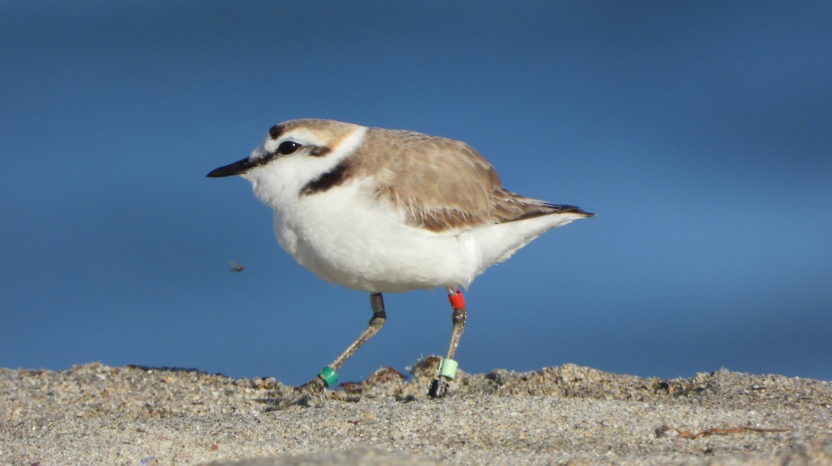 Kentish Plover - Ignacio Aparicio