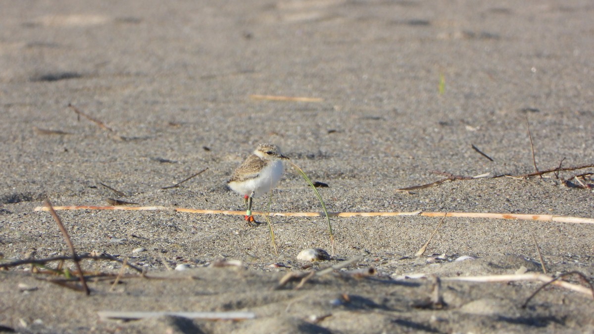 Kentish Plover - ML619556698