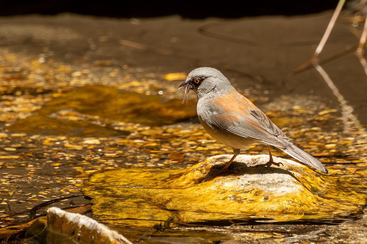 Yellow-eyed Junco - Sandra Peterson