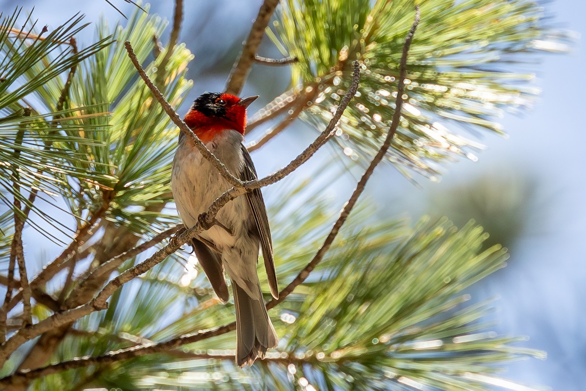 Red-faced Warbler - Sandra Peterson