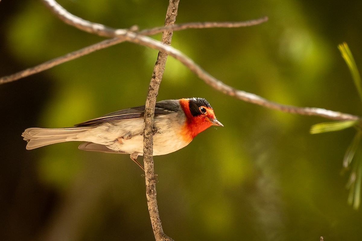 Red-faced Warbler - Sandra Peterson