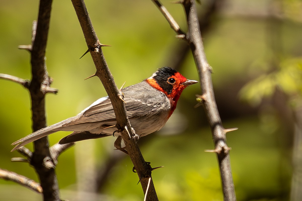 Red-faced Warbler - Sandra Peterson