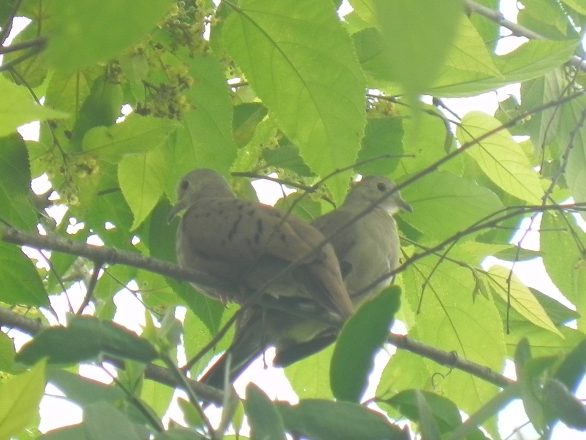 Plain-breasted Ground Dove - ML619556705