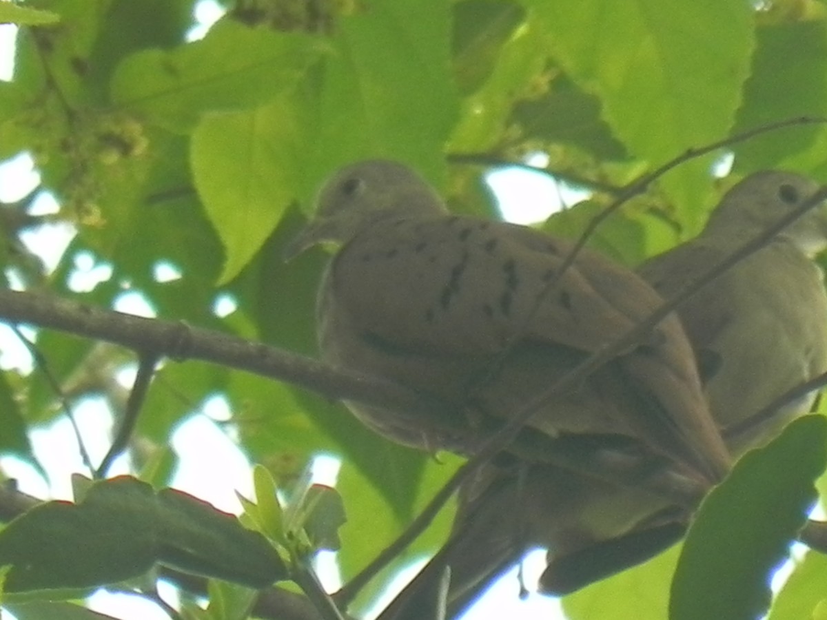 Plain-breasted Ground Dove - John Calderón Mateus