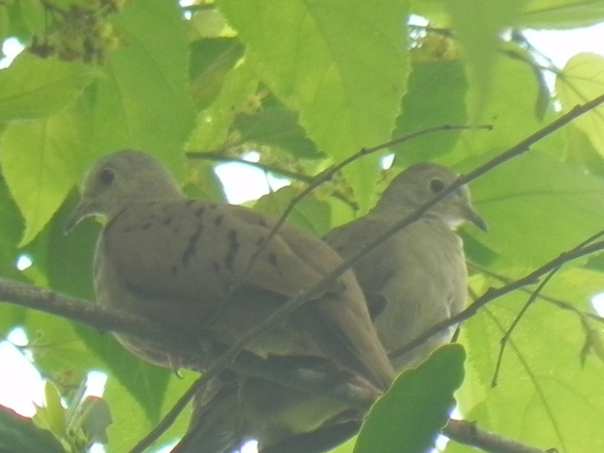 Plain-breasted Ground Dove - John Calderón Mateus