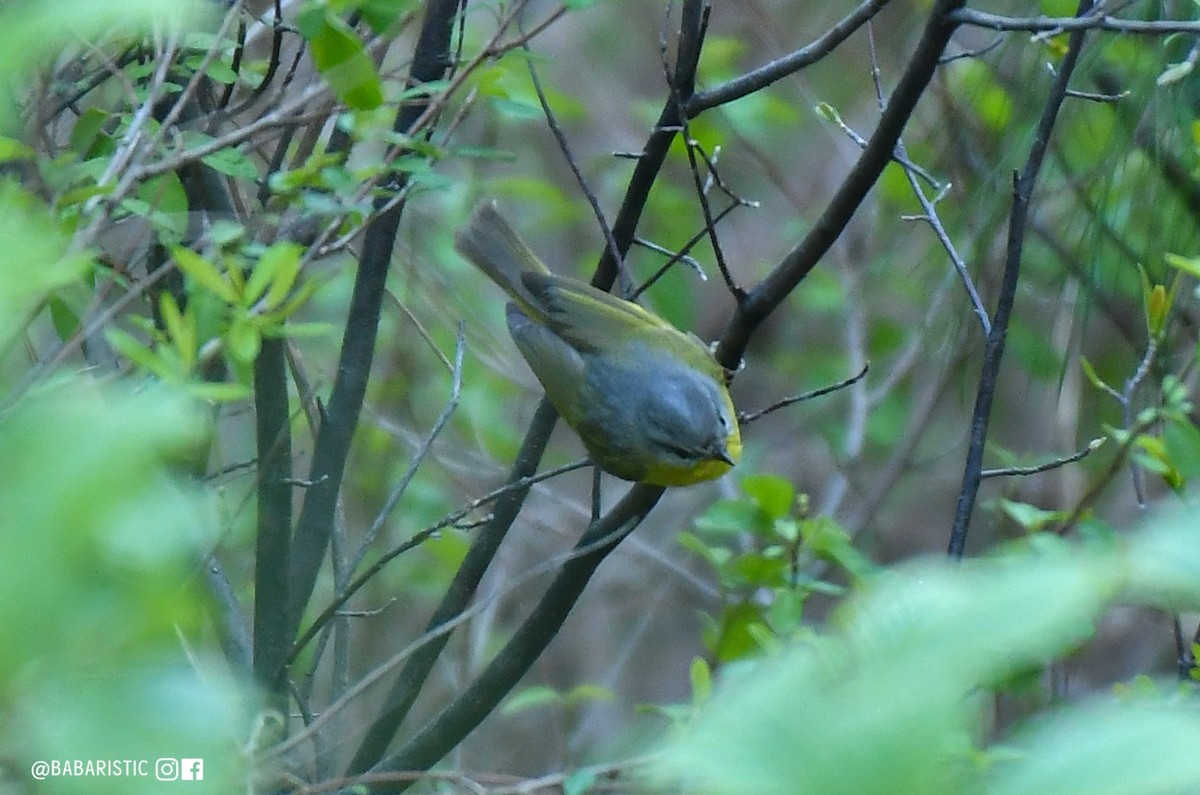 Gray-hooded Warbler - Muhammad Babar