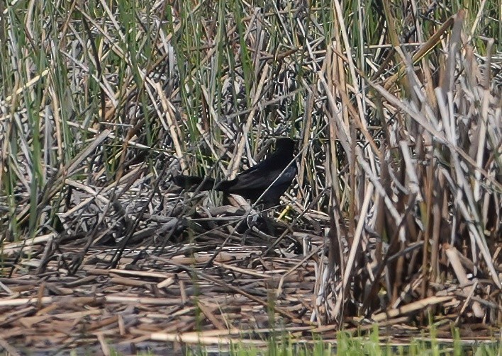 Great-tailed Grackle - ML619556713