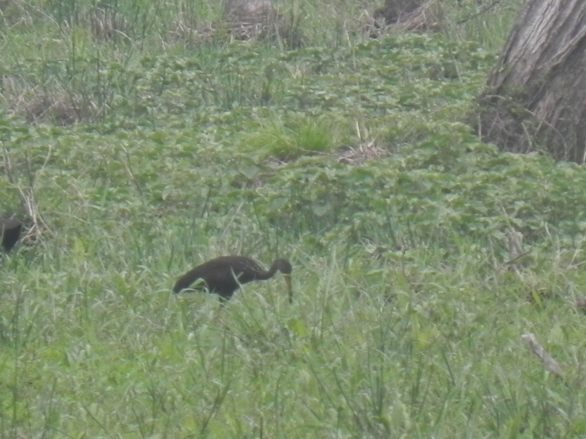 Limpkin - John Calderón Mateus