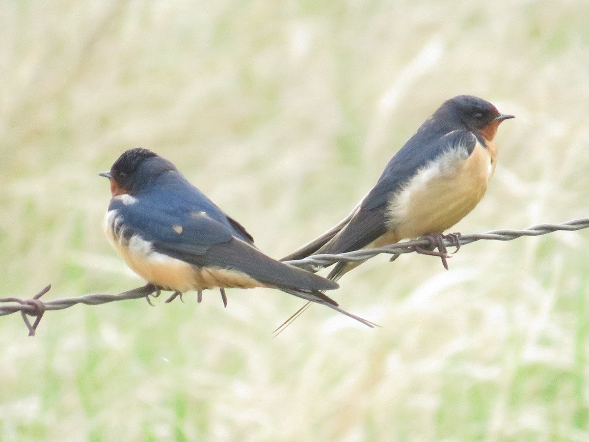 Barn Swallow - Dennis Kuchar