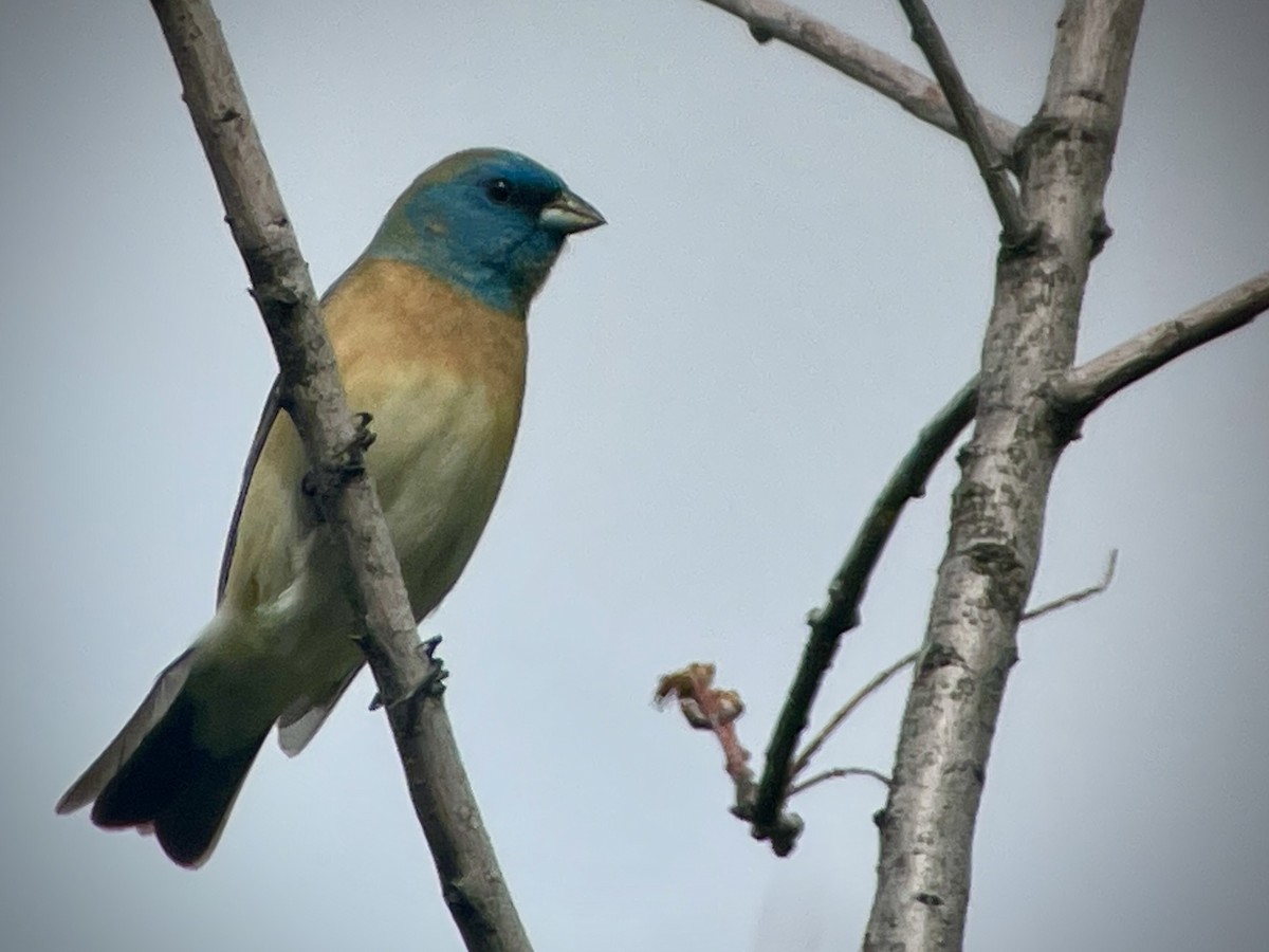 Lazuli Bunting - Craig R Miller