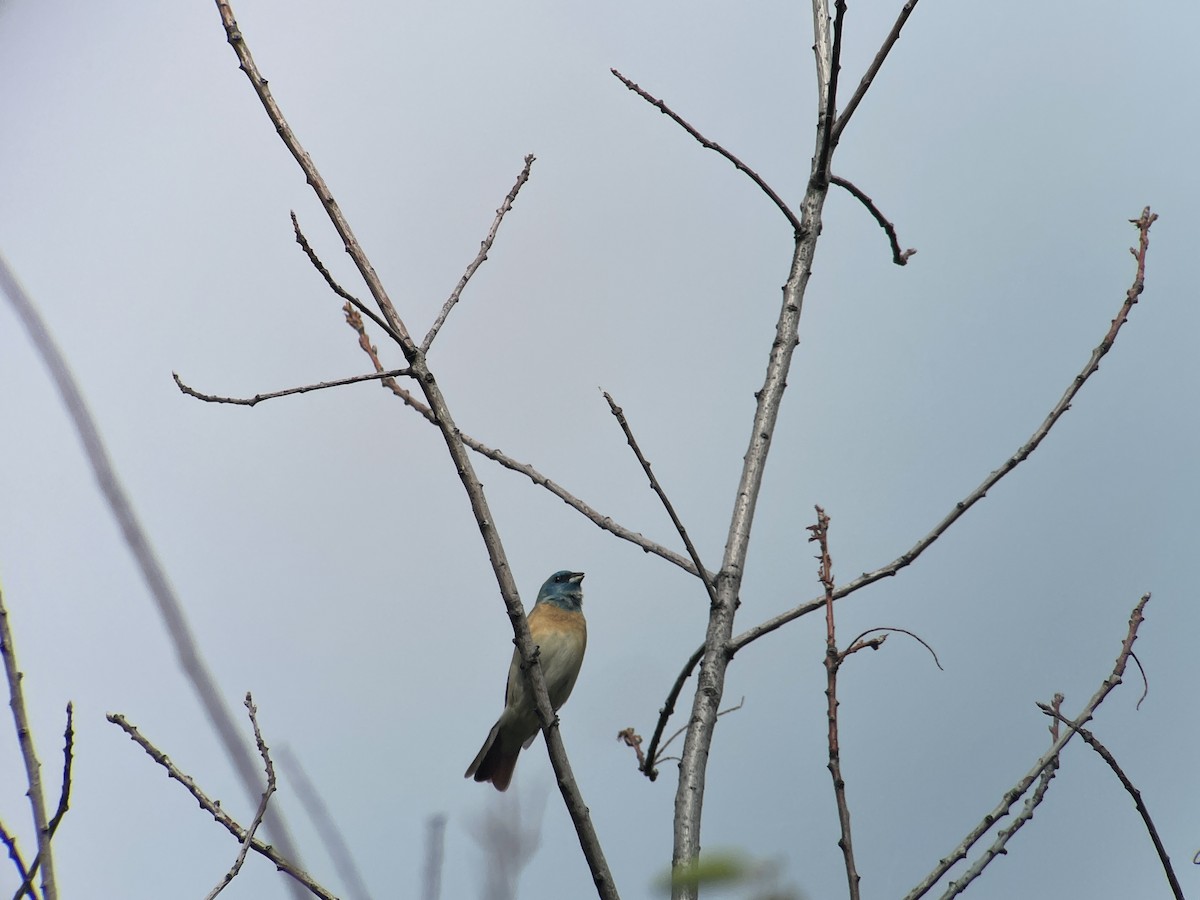 Lazuli Bunting - Craig R Miller