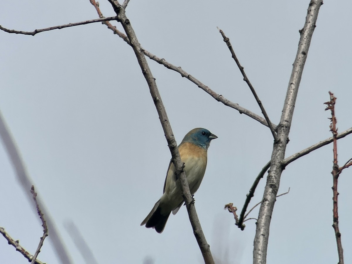 Lazuli Bunting - Craig R Miller